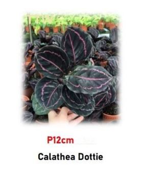 Buy Calathea Dottie | Rare Pink Prayer Plant for Sale (P12cm)