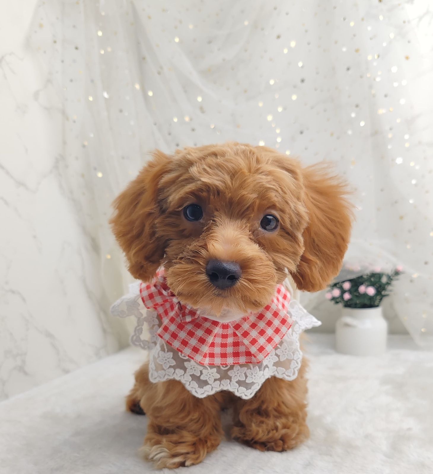 Poodle 娉拌开璐靛