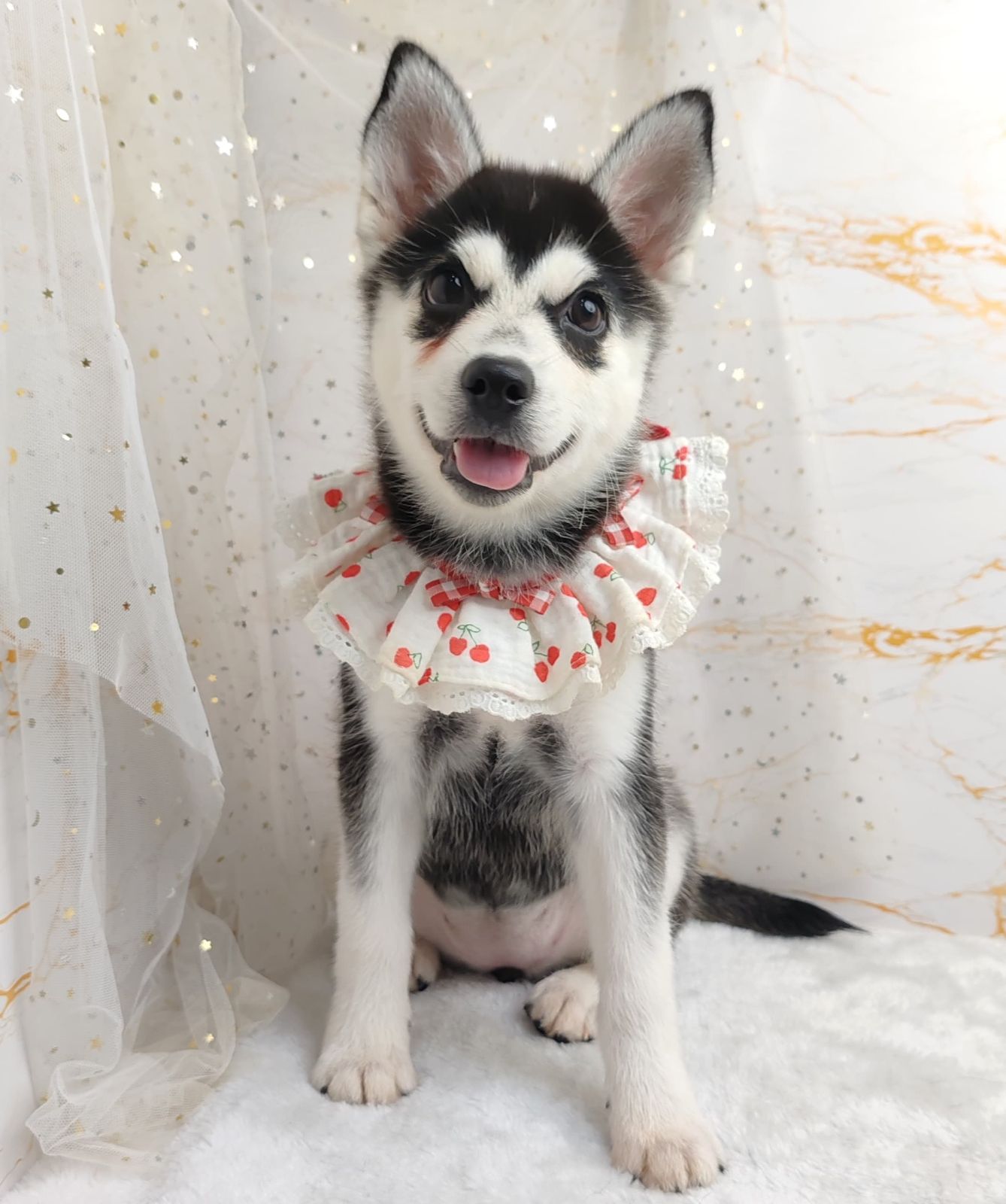 Pomsky 博士奇