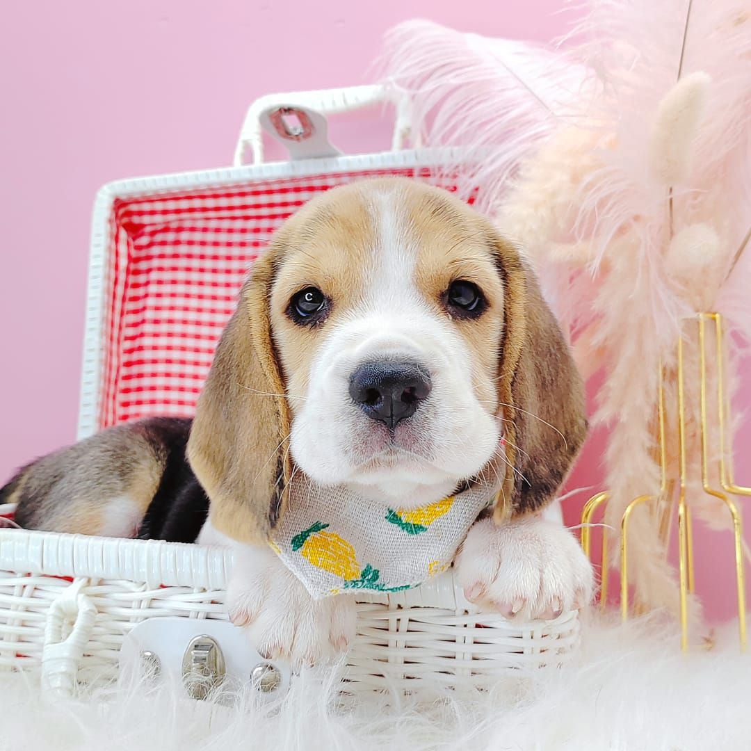 Beagle 米格鲁