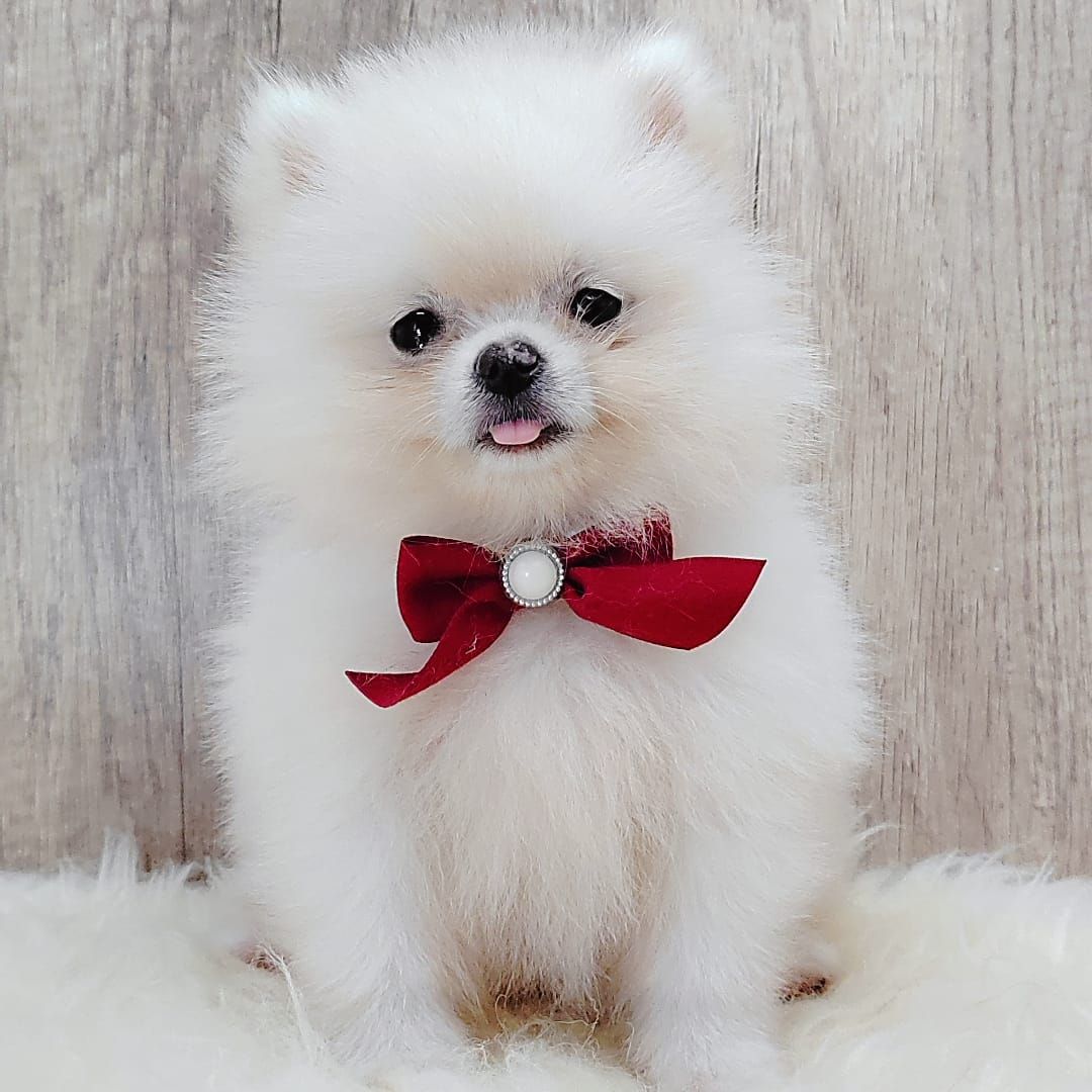 Pomeranian 博美