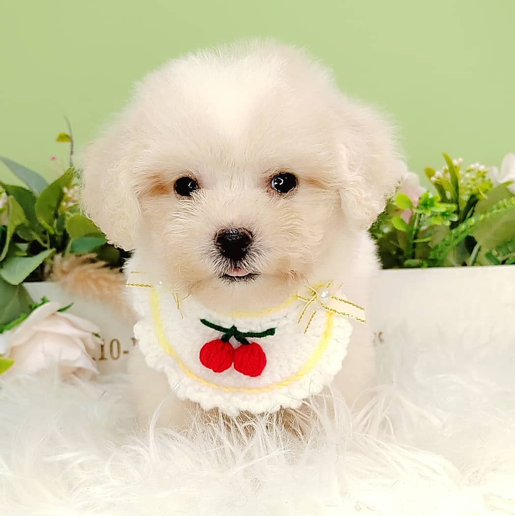 Maltipoo 马尔泰迪
