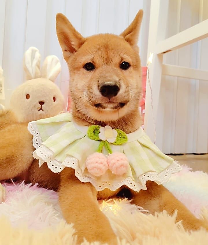Shiba inu 柴犬