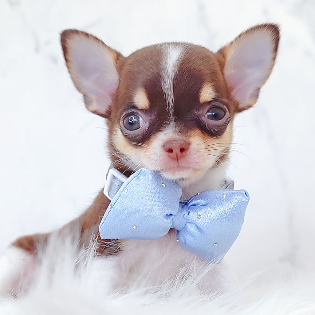 Chihuahua 吉娃娃