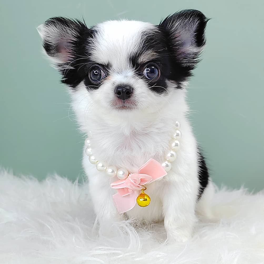 Chihuahua 吉娃娃