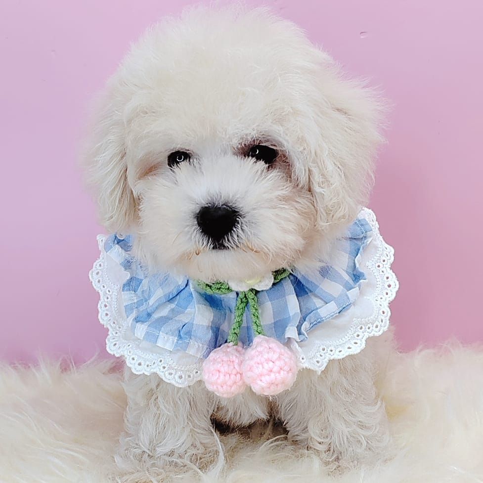 Poodle 娉拌开璐靛