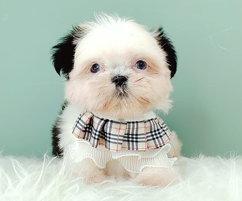 Shih Tzu 西施