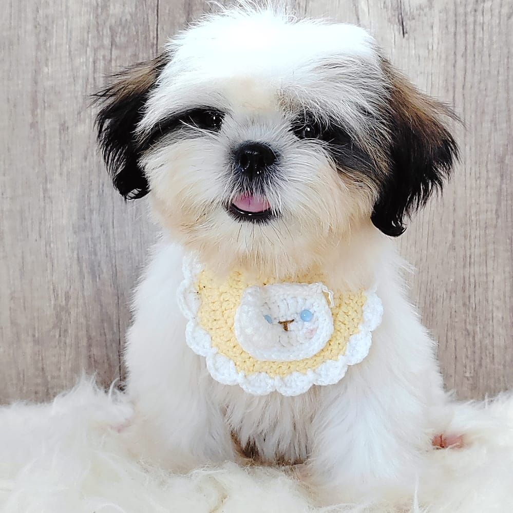 Shih Tzu 西施