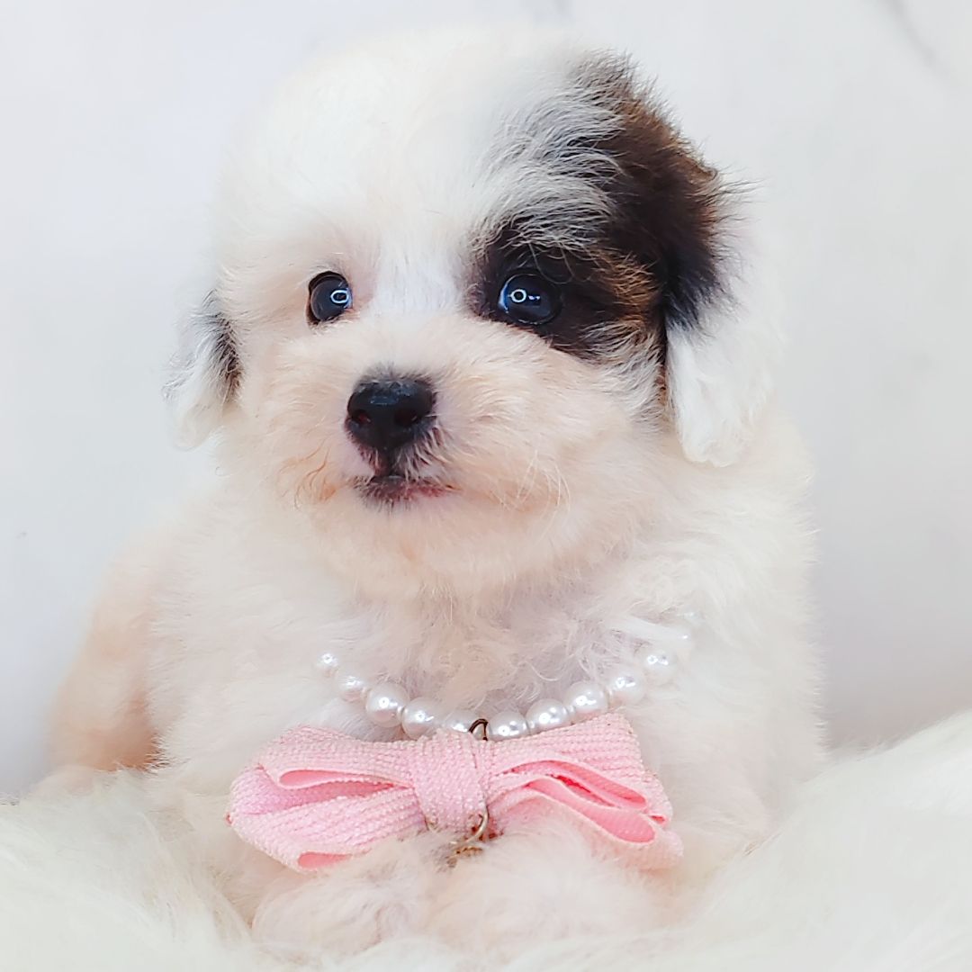 Poodle 娉拌开璐靛