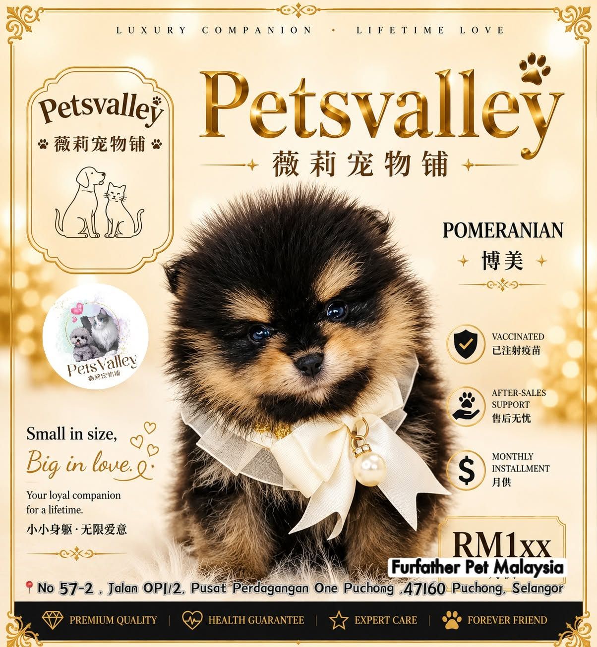 Pomeranian 博美