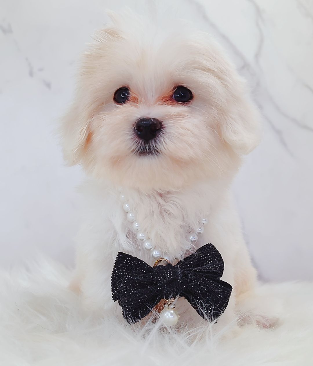 Maltipoo 马尔泰迪