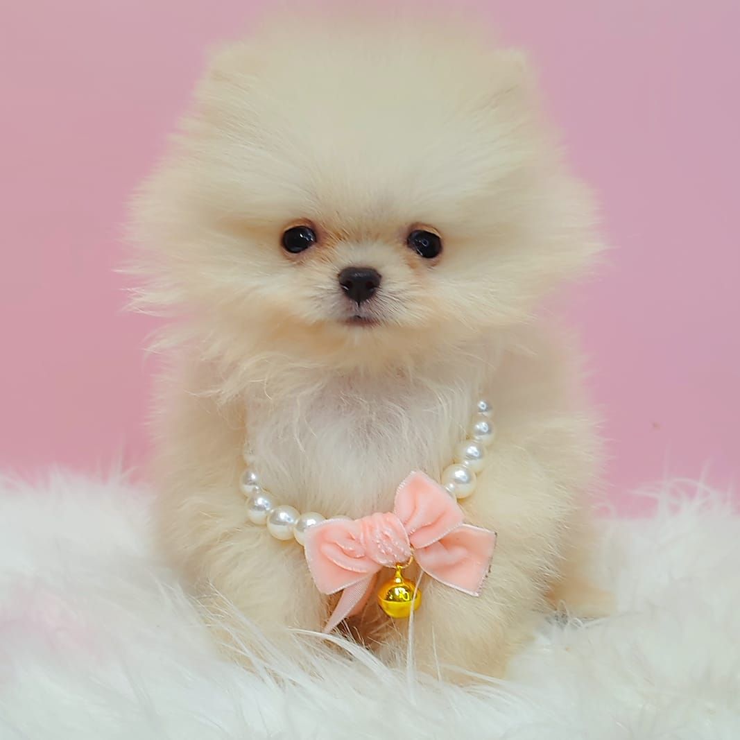 Pomeranian 博美