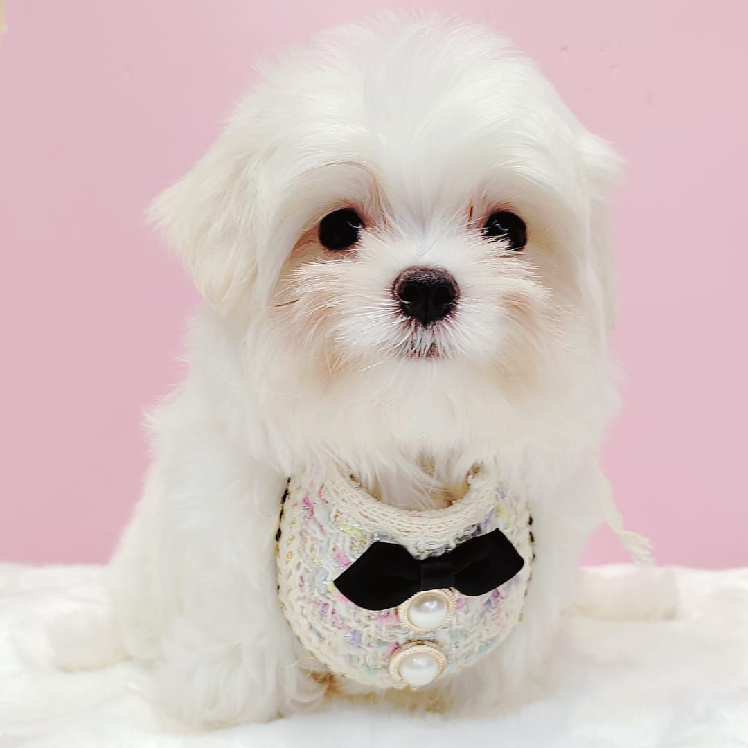 Maltese 马尔济斯