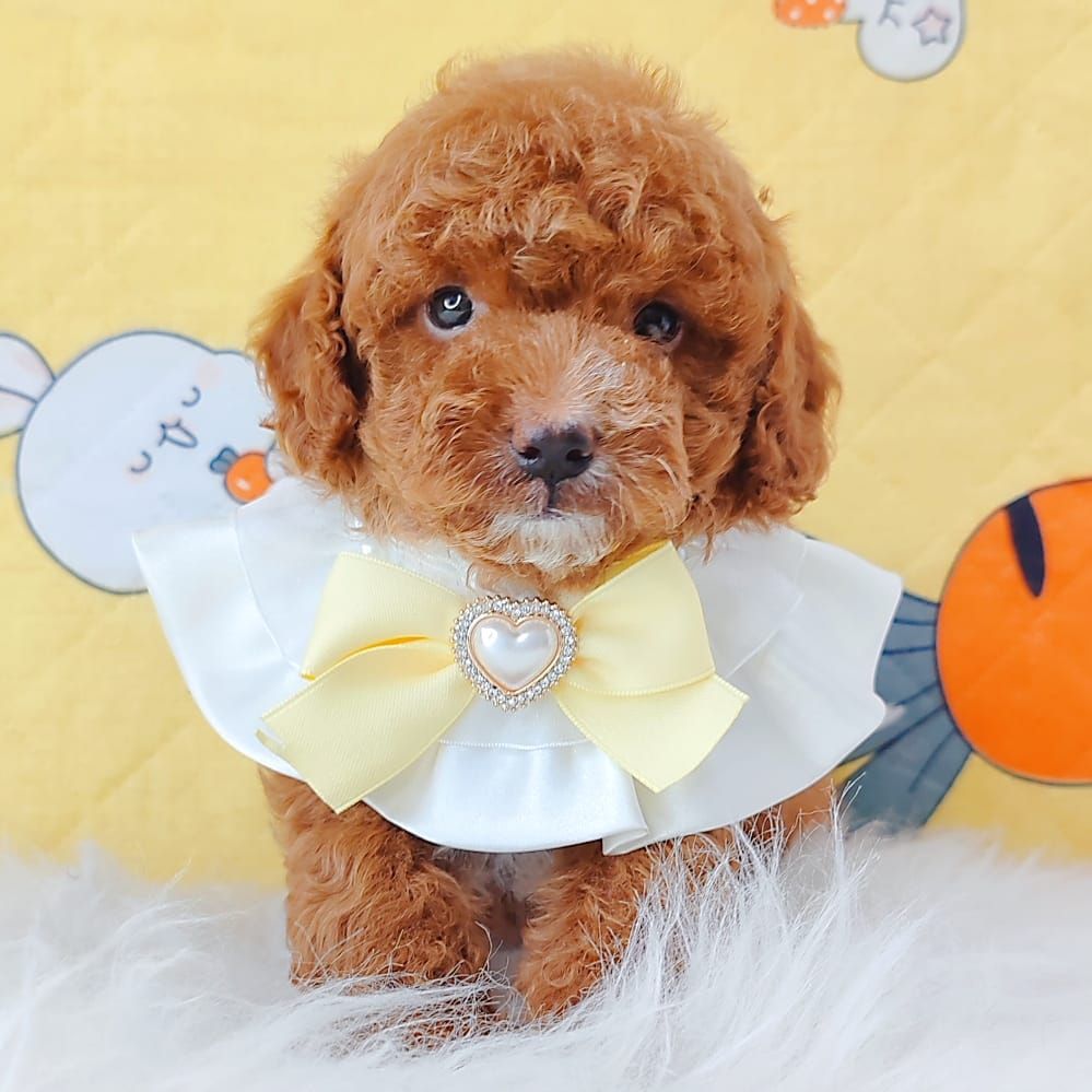 Poodle 娉拌开璐靛