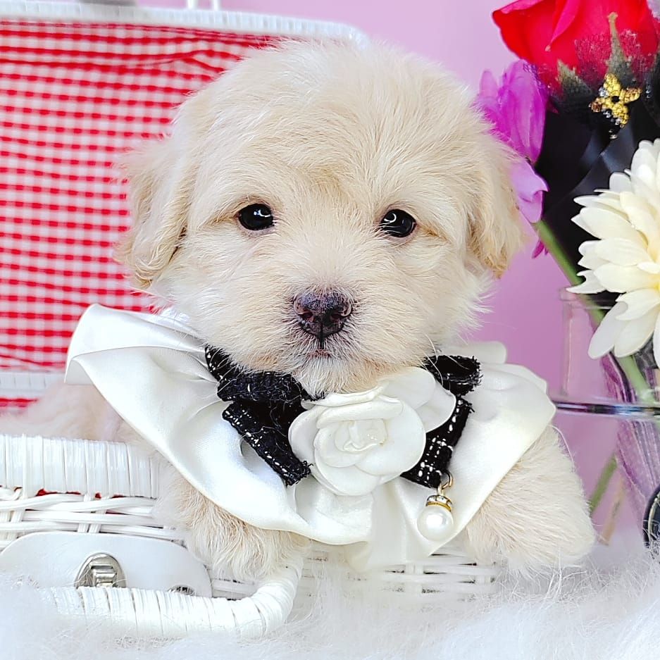 Maltipoo 马尔泰迪