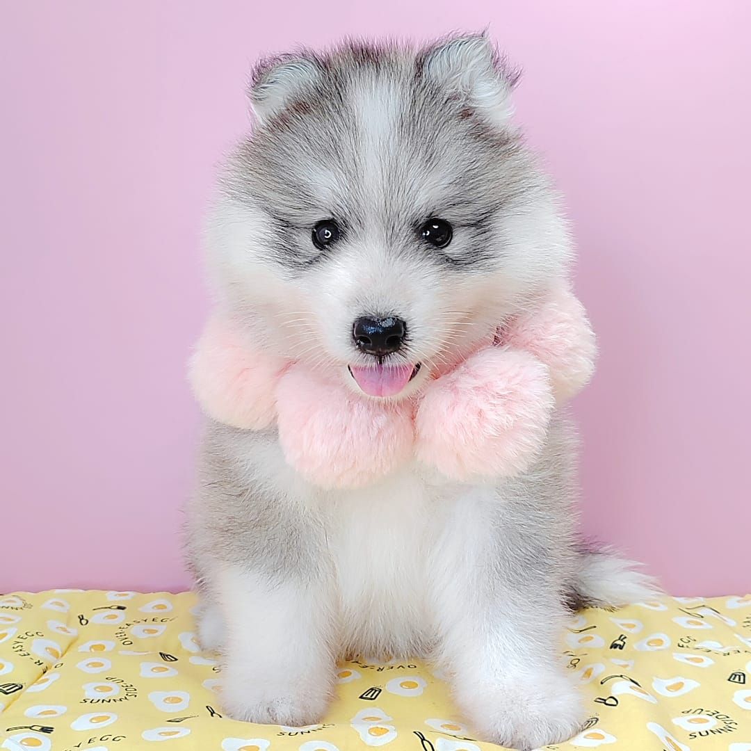 Wooly Husky 哈士奇