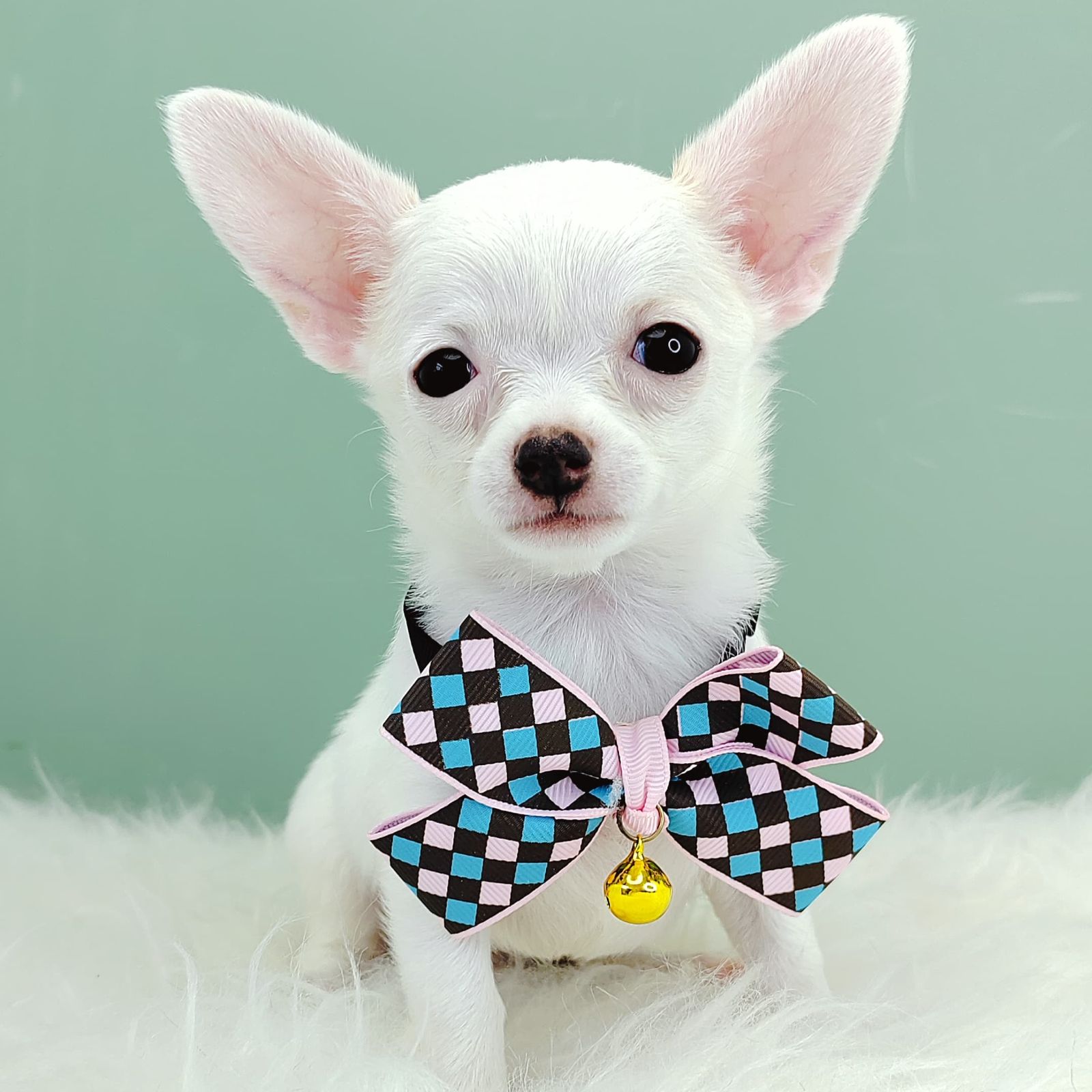 Chihuahua 吉娃娃