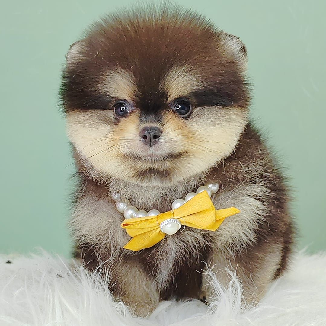 Pomeranian 博美