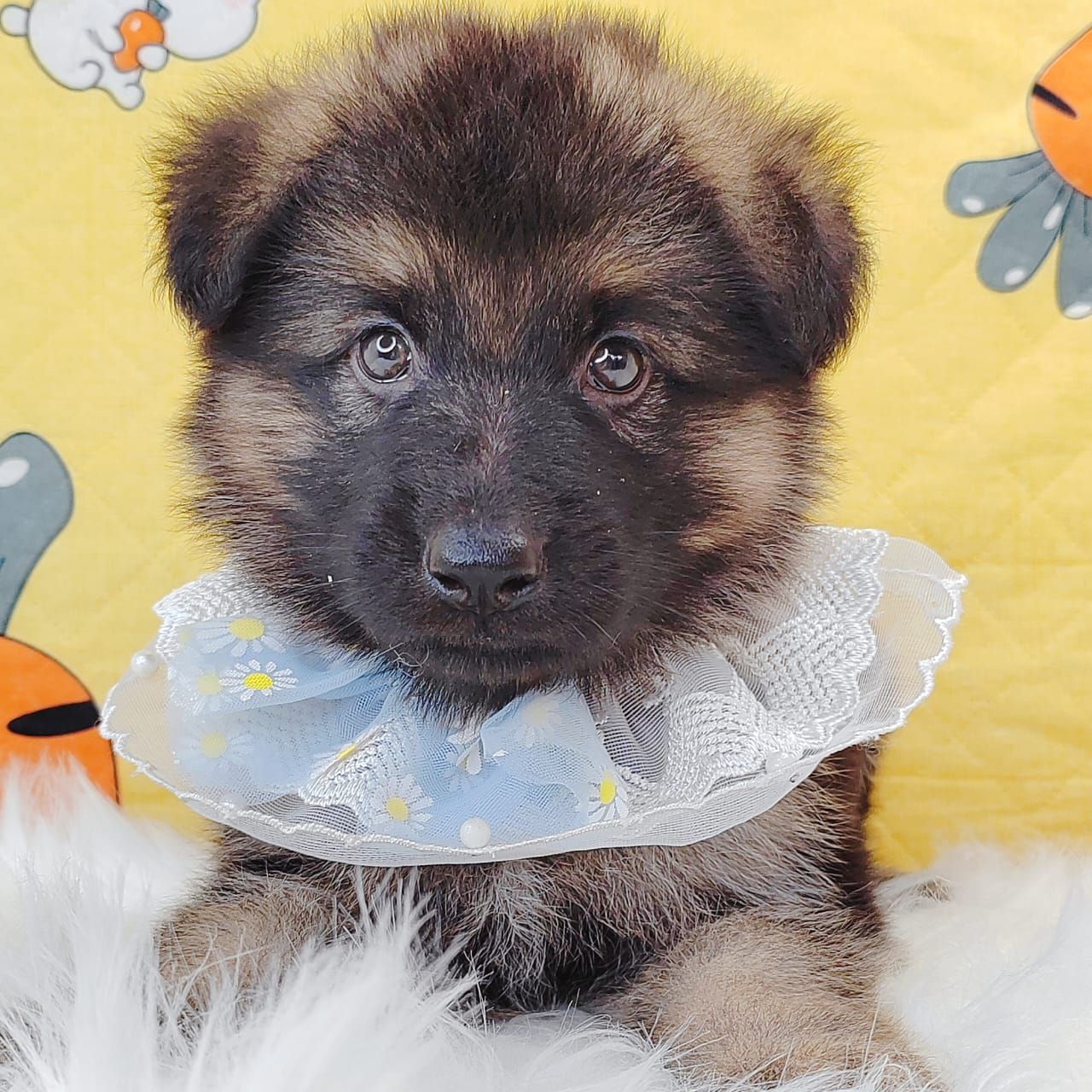 German Shepherd 德国牧羊犬