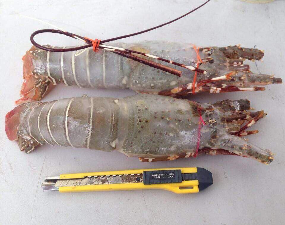 Green Tropical Lobster 500gm / 600gm