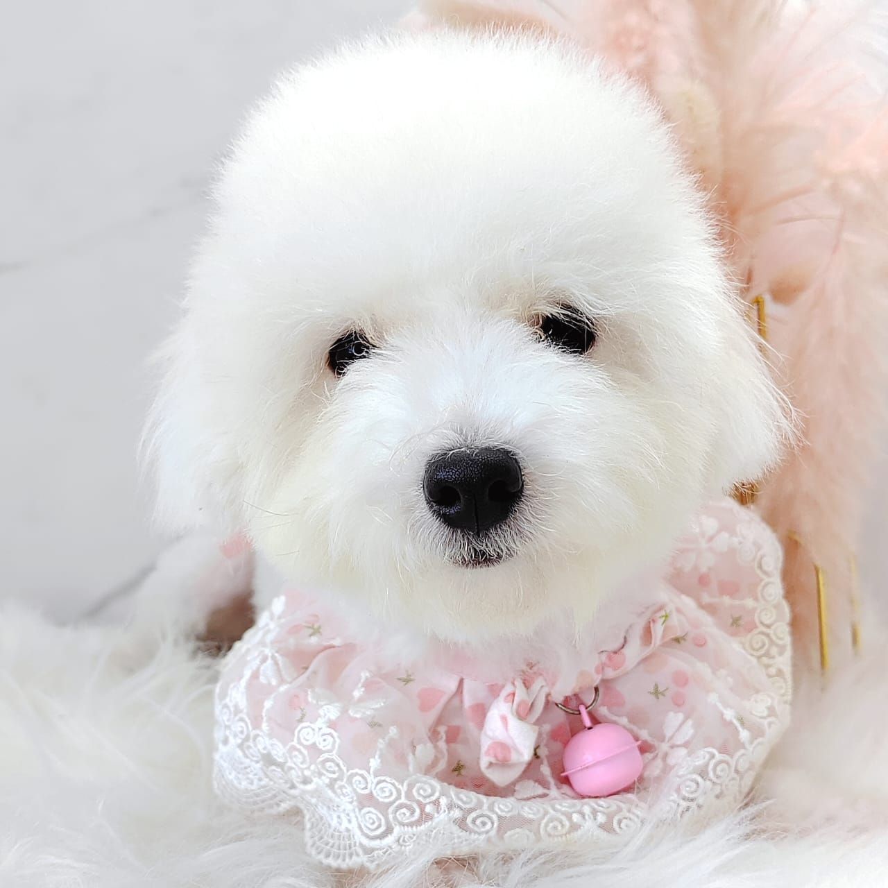 Poodle 娉拌开璐靛
