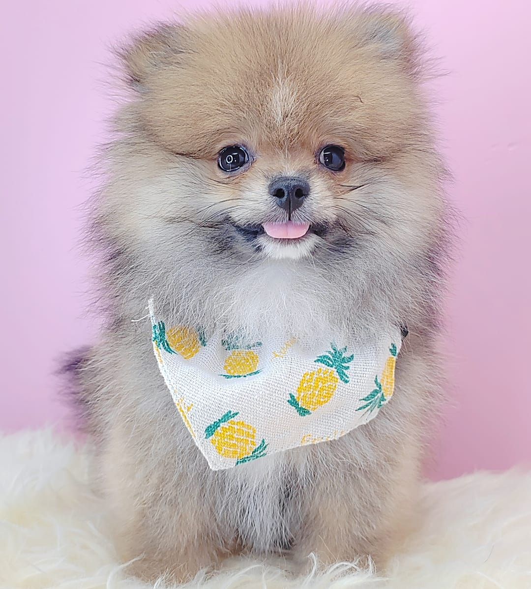  Pomeranian 博美