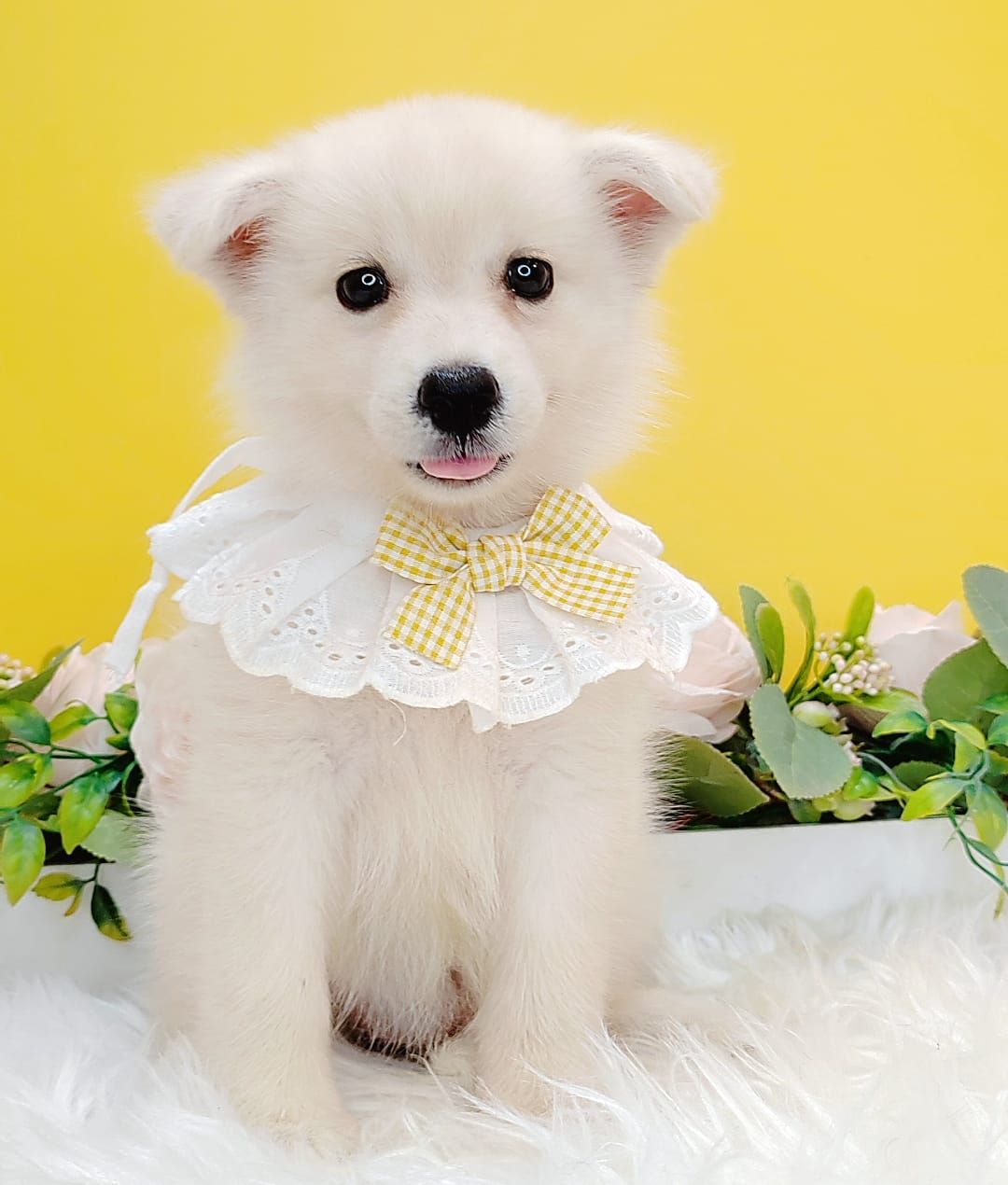 Pomsky 博士奇