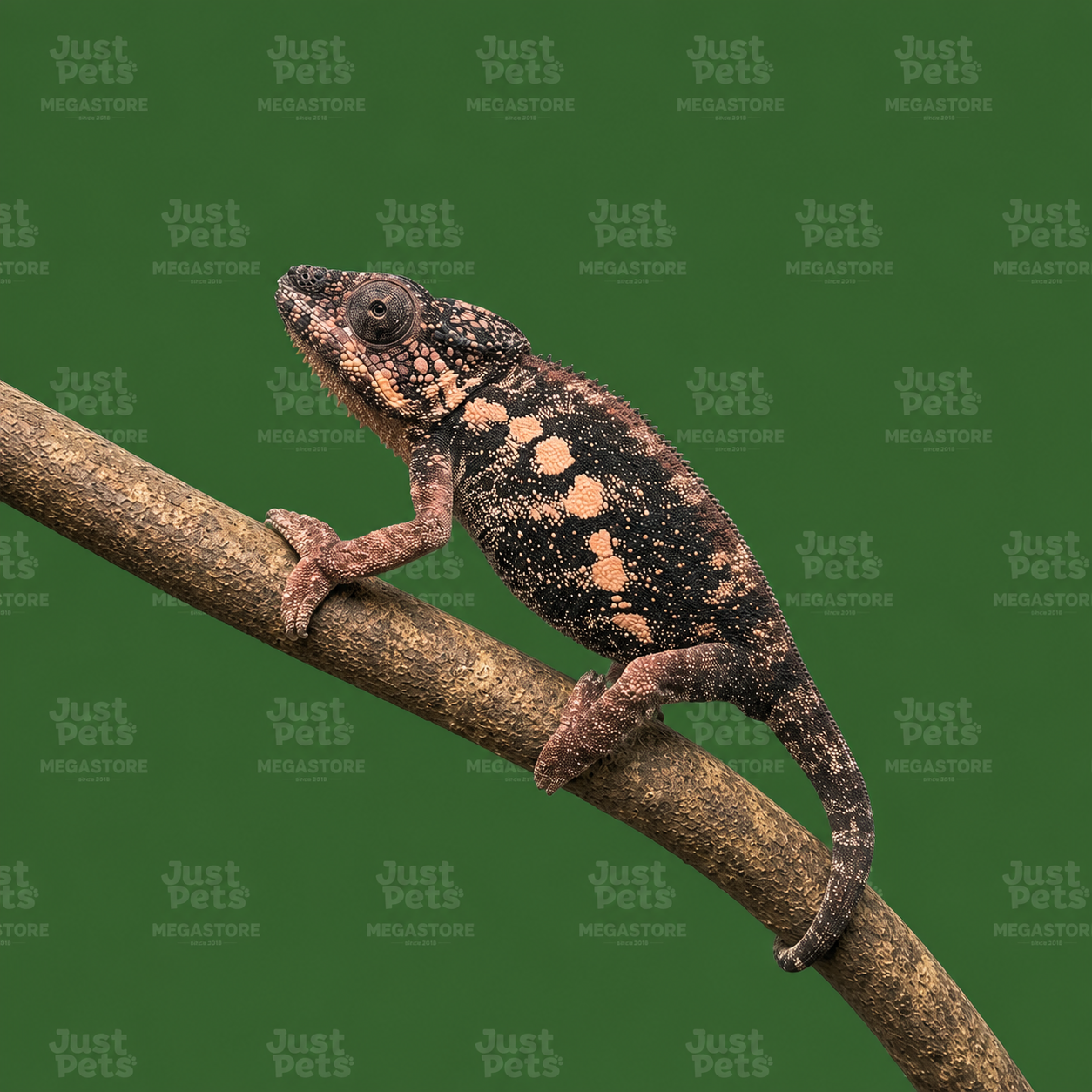 Chameleon Sambrinano Panther