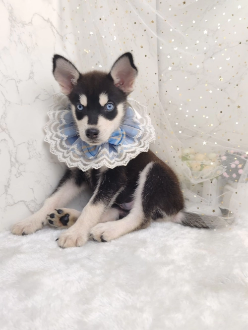 Pomsky ʿ - FURGATHER DESTINY PET HOUSE