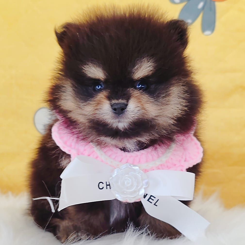 Pomeranian 博美