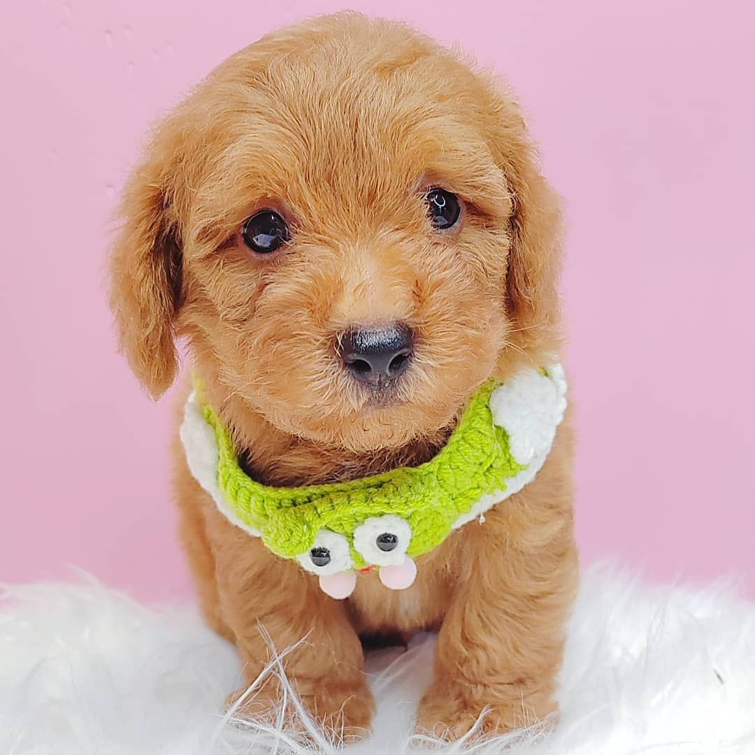 Poodle 娉拌开璐靛