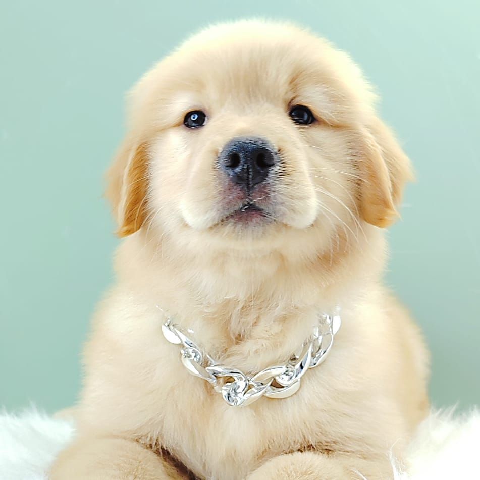 Golden Retriever 黄金猎犬