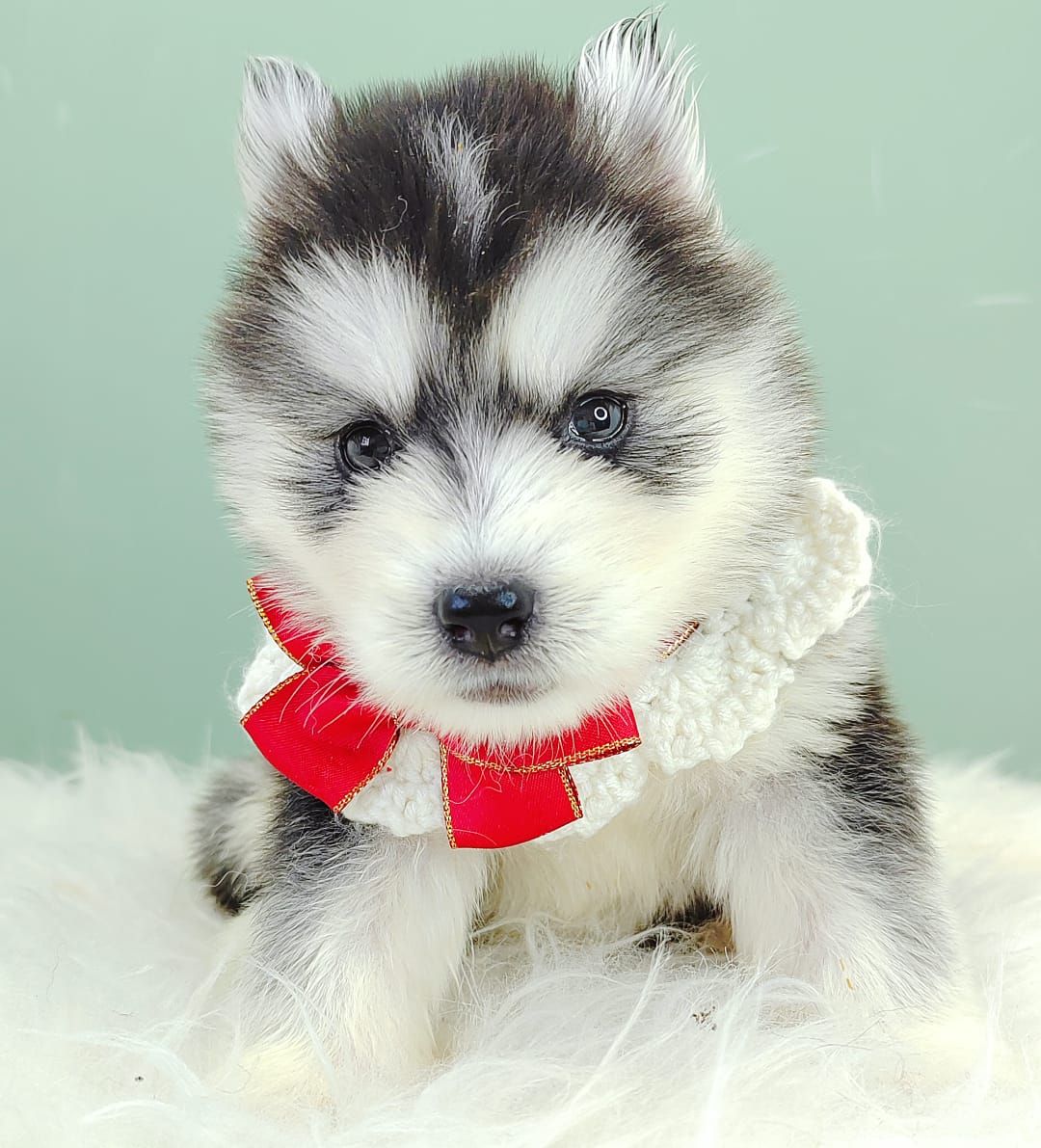 Pomsky 博士奇
