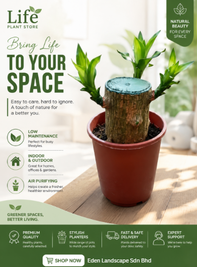 Dracaena Fragrans KL City Center – Low Maintenance Indoor Plant