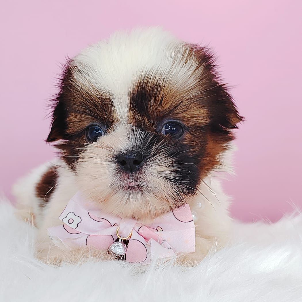 Shih Tzu 西施
