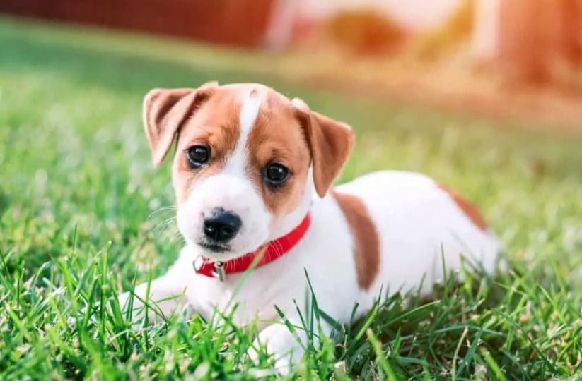 Jack Russell Terrier 杰克罗素梗