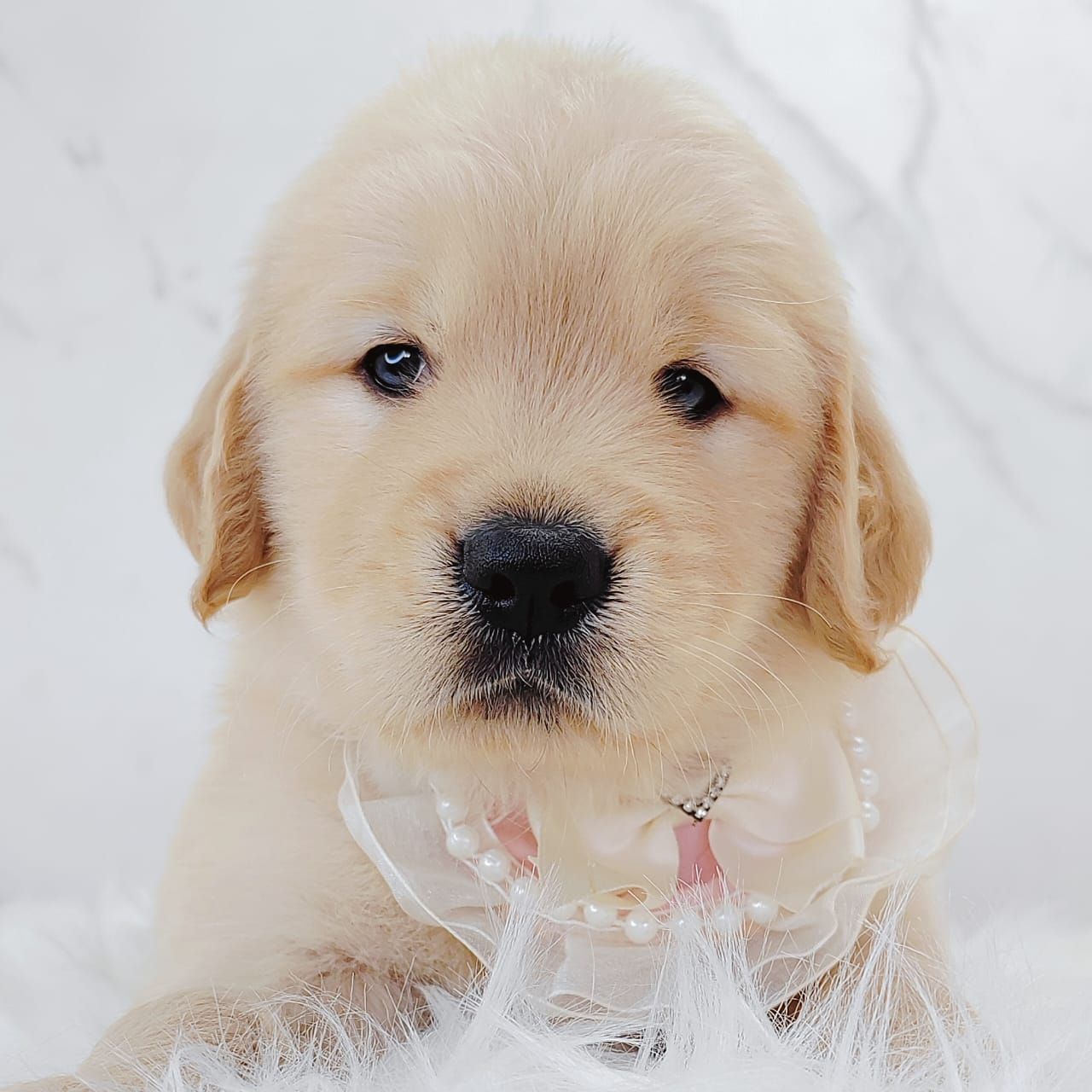 Golden Retriever 黄金猎犬