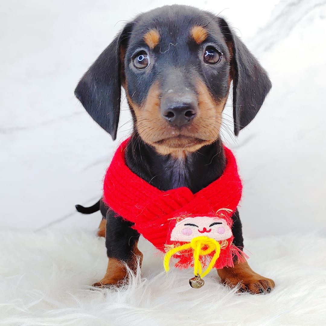 Dachshund 腊肠狗