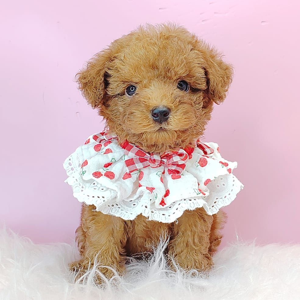 Poodle 娉拌开璐靛