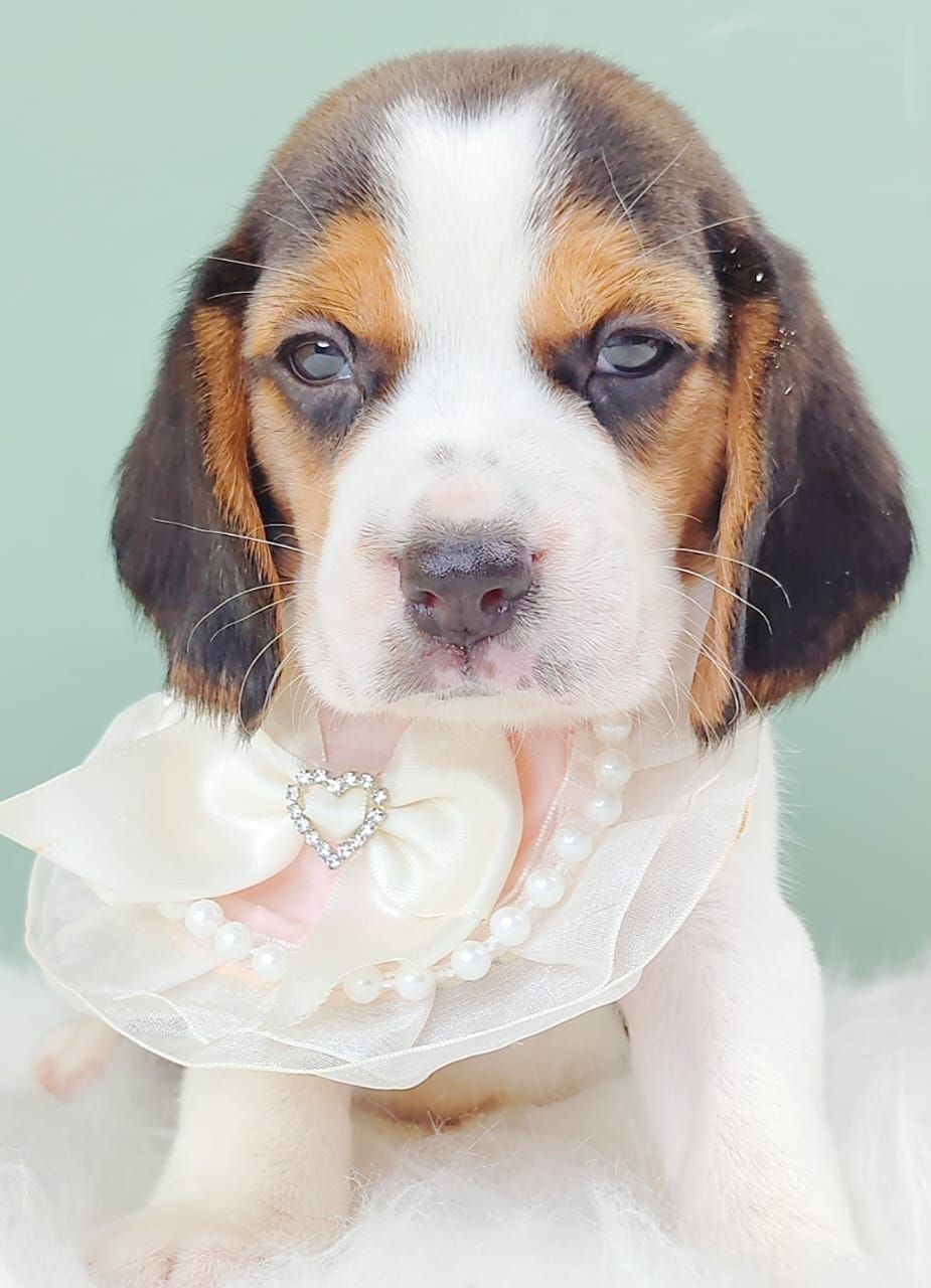 Beagle 米格鲁