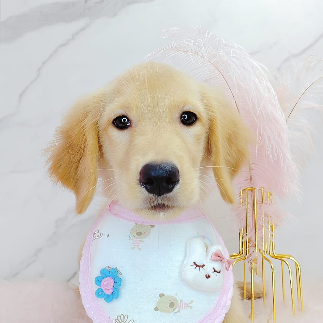Golden Retriever 黄金猎犬