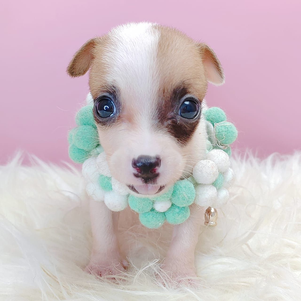 Jack Russell Terrier 杰克罗素梗