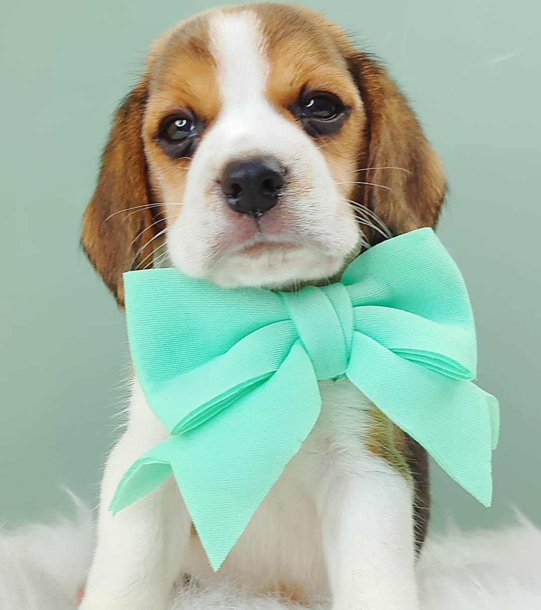 Beagle 米格鲁