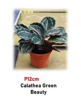 Buy Calathea Green | Easy Care Plant (P12cm)
