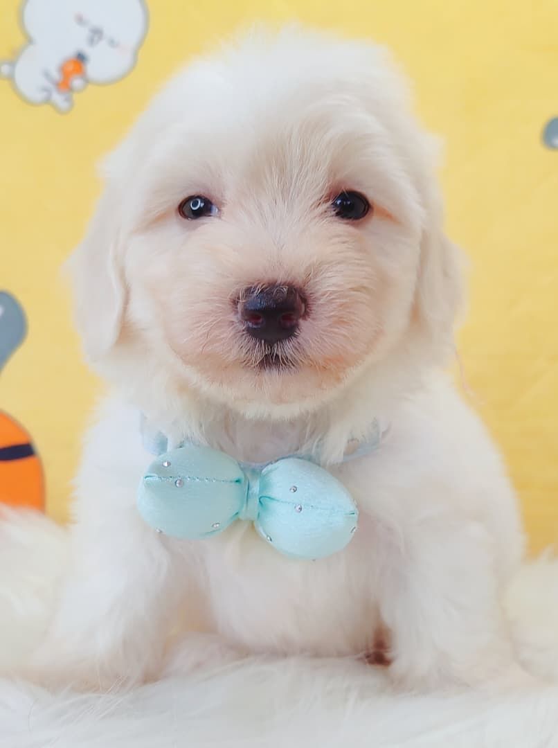 Maltipoo 马尔泰迪