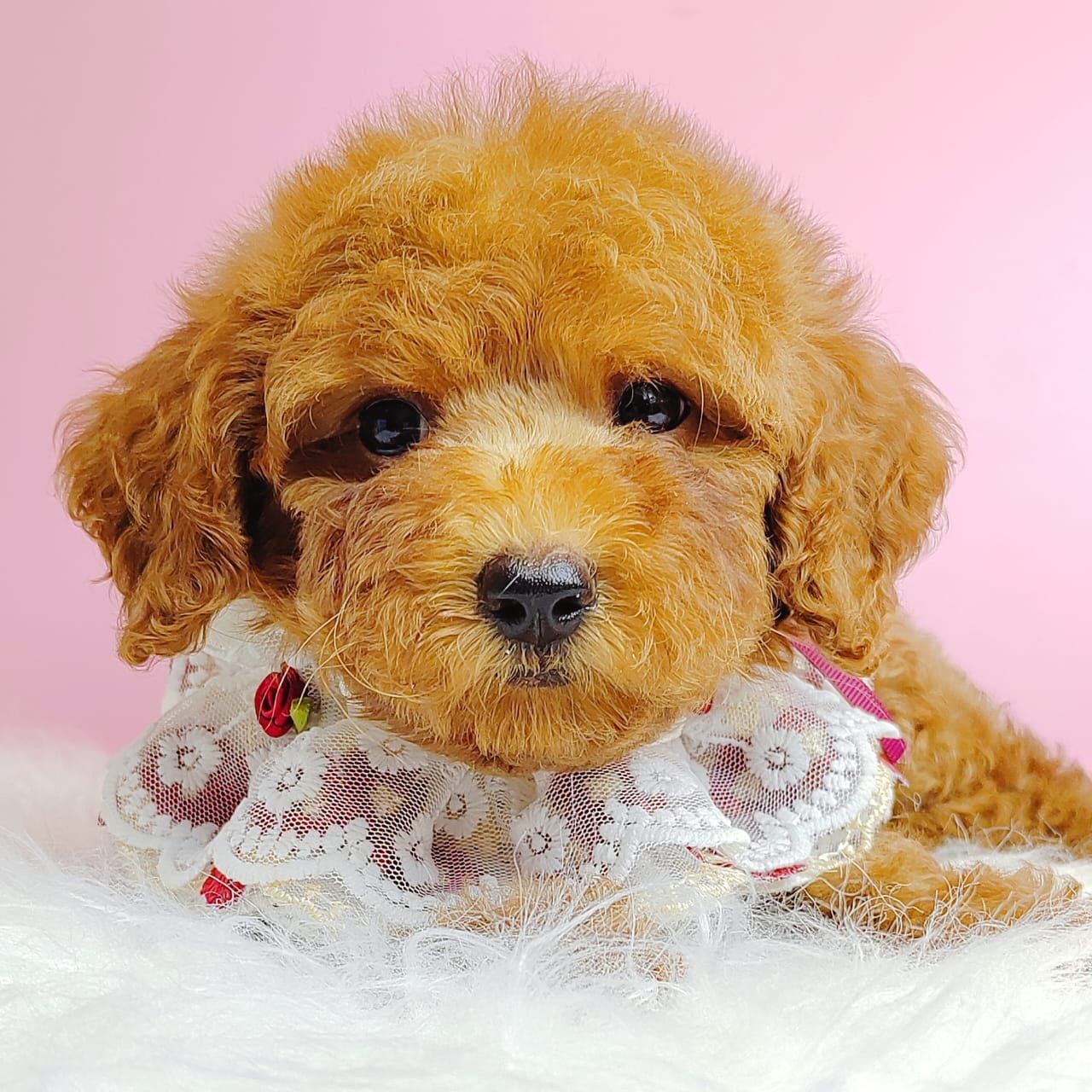 Poodle 娉拌开璐靛