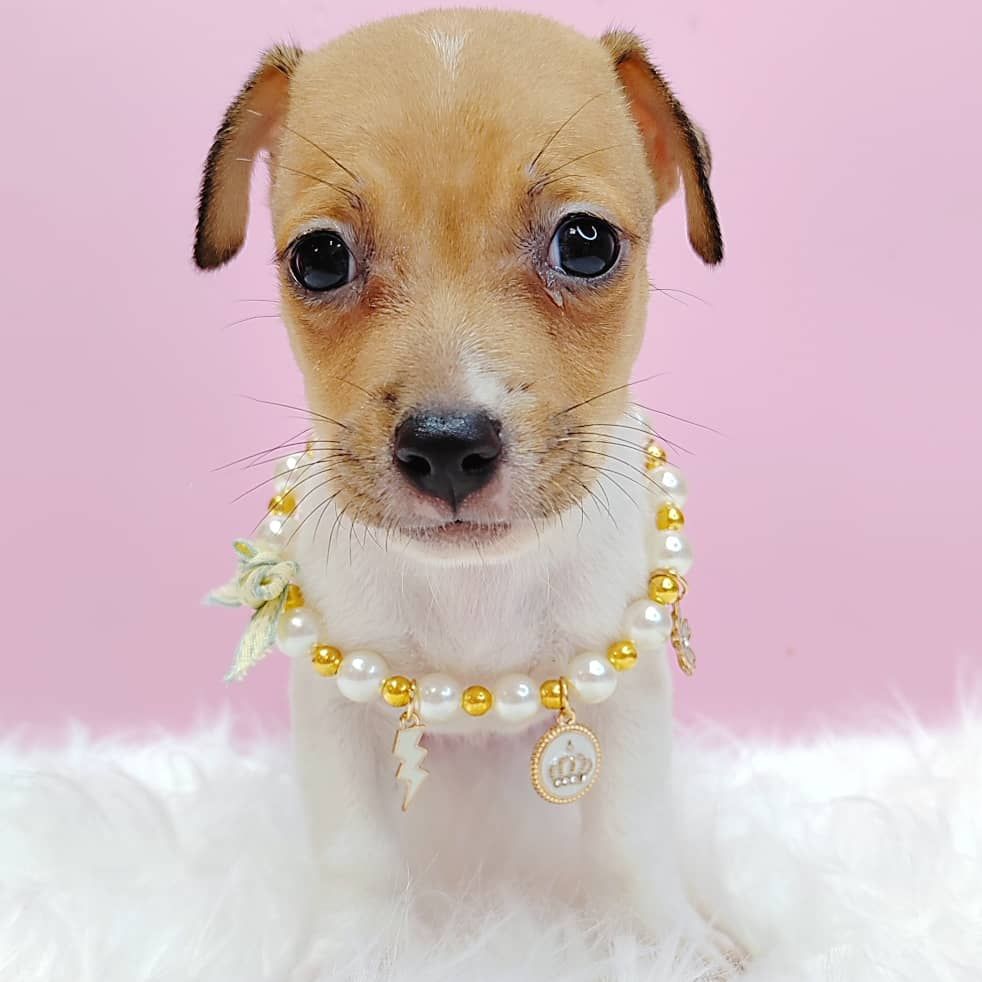 Jack Russell Terrier 杰克罗素梗