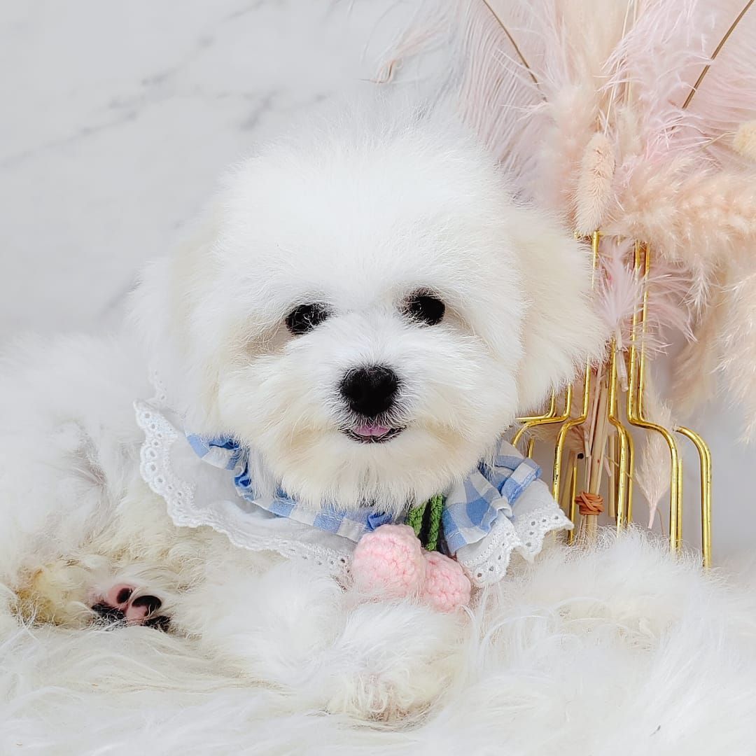 Maltipoo 马尔泰迪