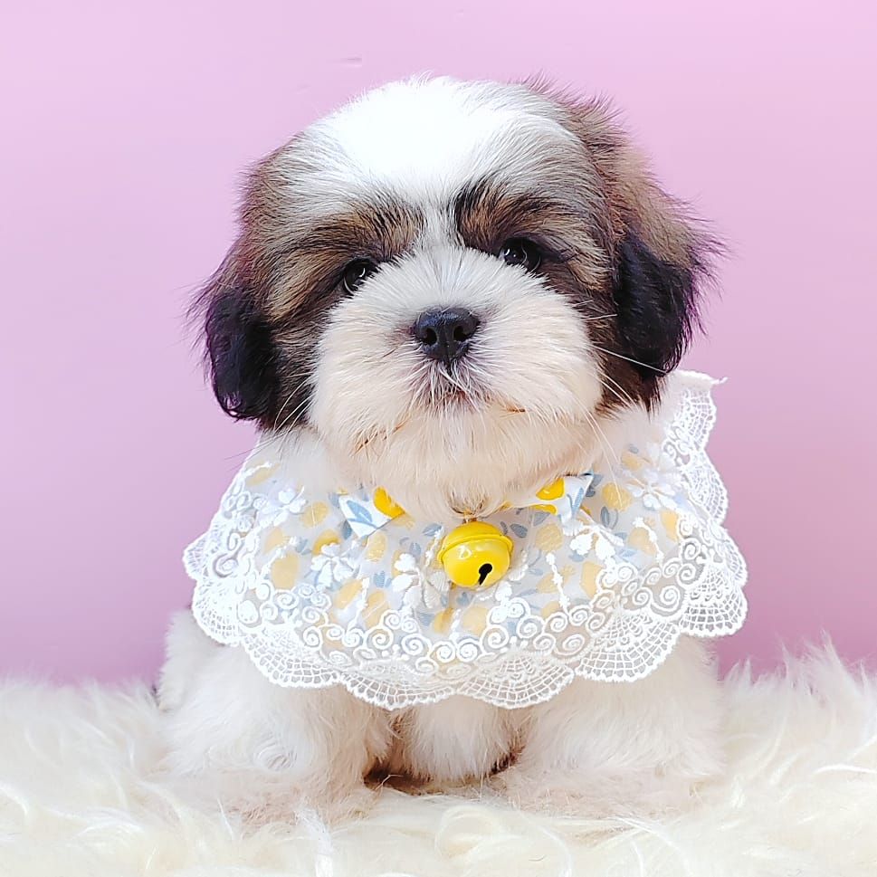  Shih Tzu 西施