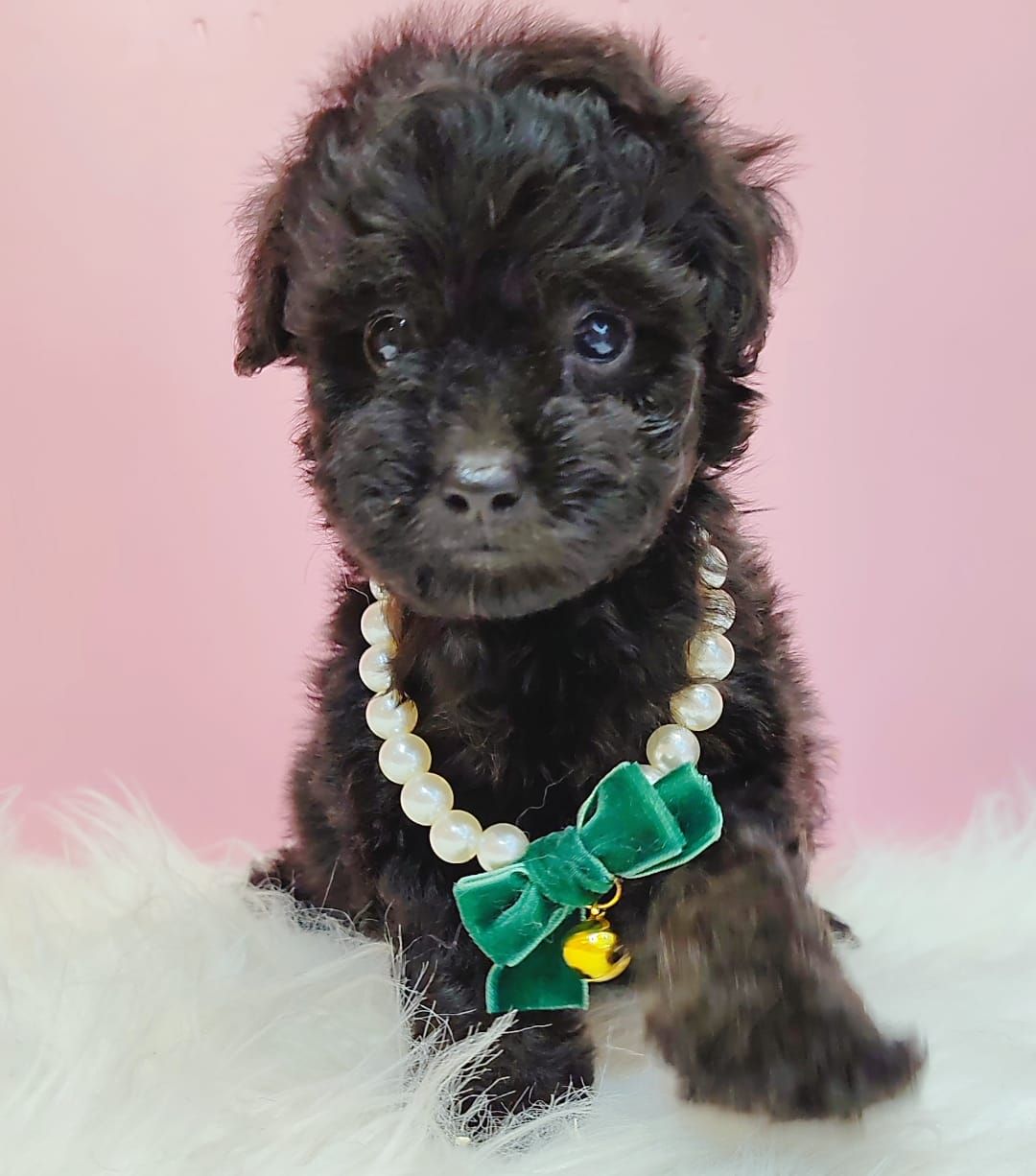Poodle 娉拌开璐靛
